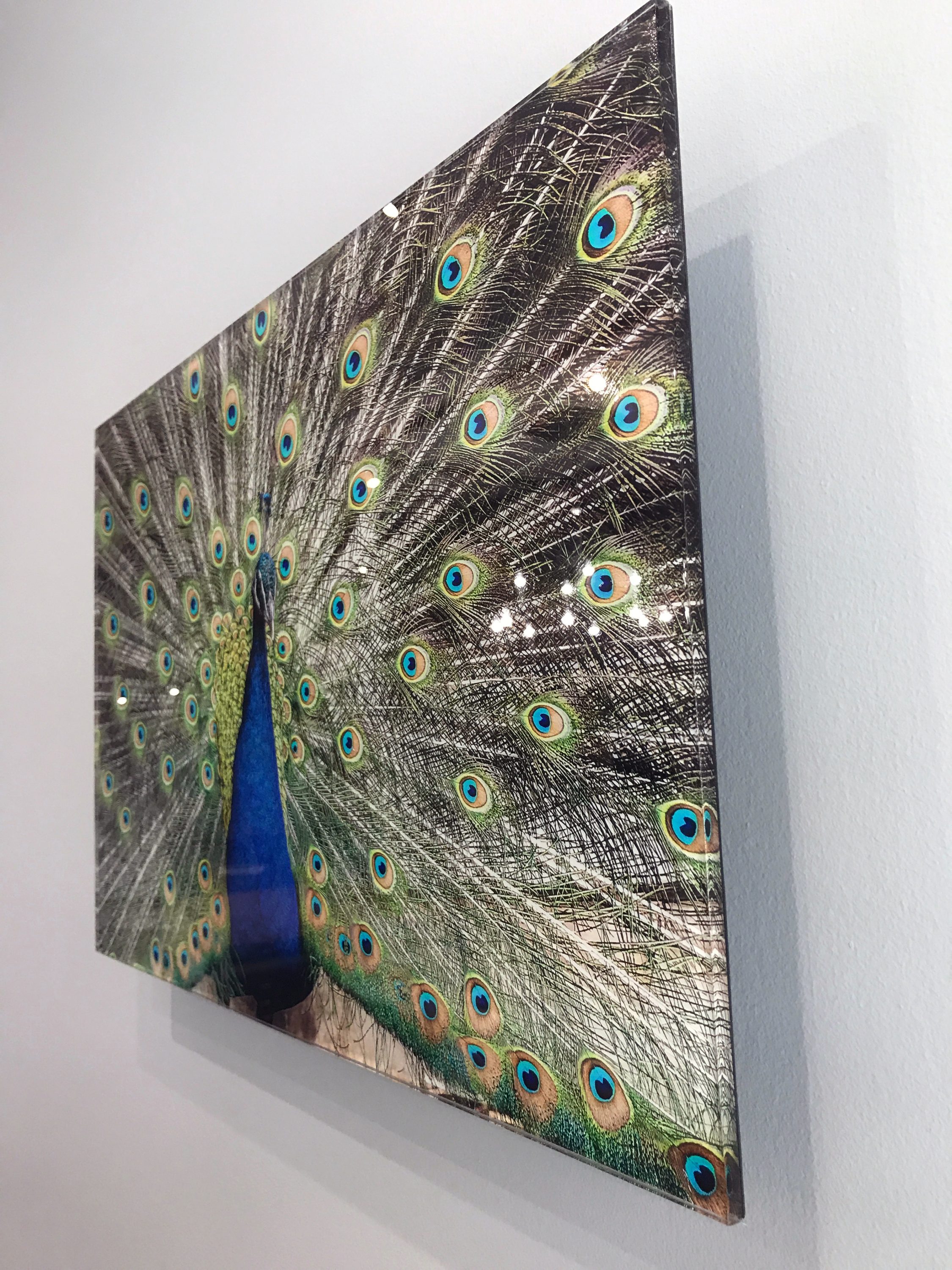 Example of acrylic face mounted photograph of a peacock.